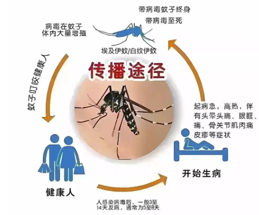 《警惕登革热：广州一周新增病例与防控指南》