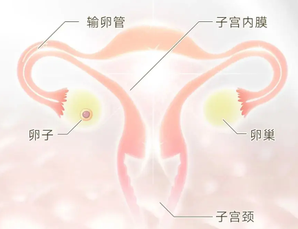 《探寻好卵泡的奥秘，迎接新生命的希望》