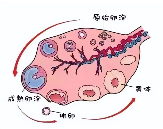 《正确看待孕酮低，莫让焦虑误判断》