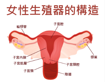 《了解月经淋漓不尽，呵护女性健康》 